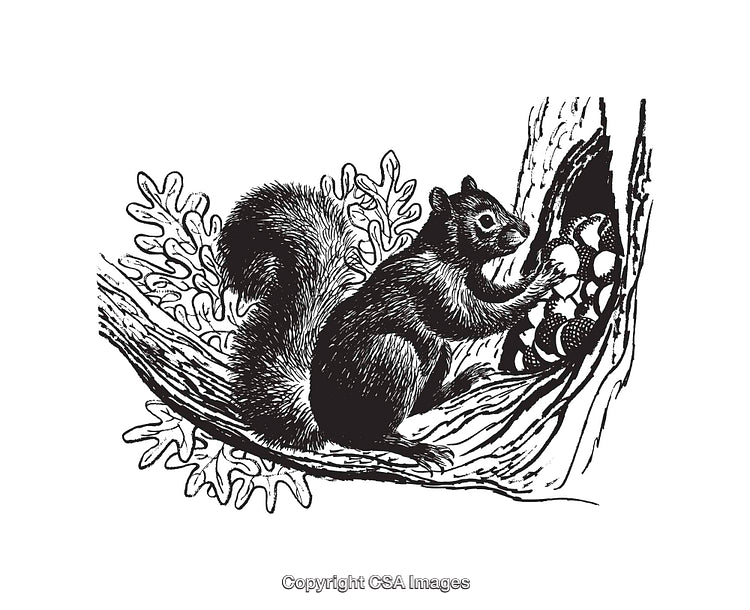 Detailed Black and White Line Art Illustration of a Squirrel in a Tree