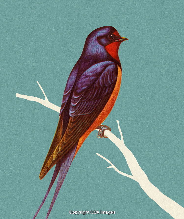 Colorful Swallow Perched on a Branch with a Vibrant Background