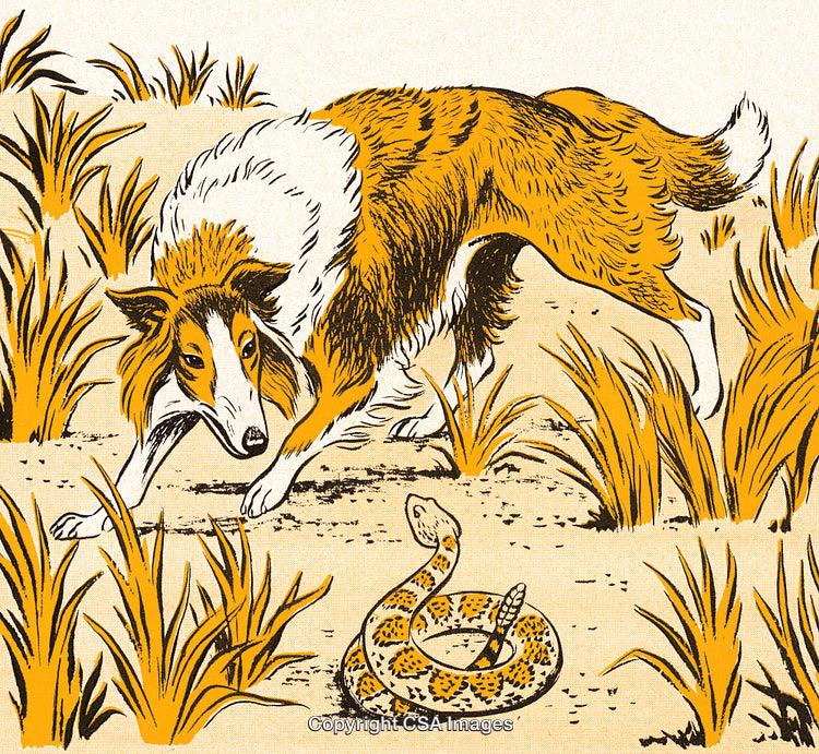 Collie Dog Confronting a Coiled Rattlesnake in a Desert Landscape Illustration
