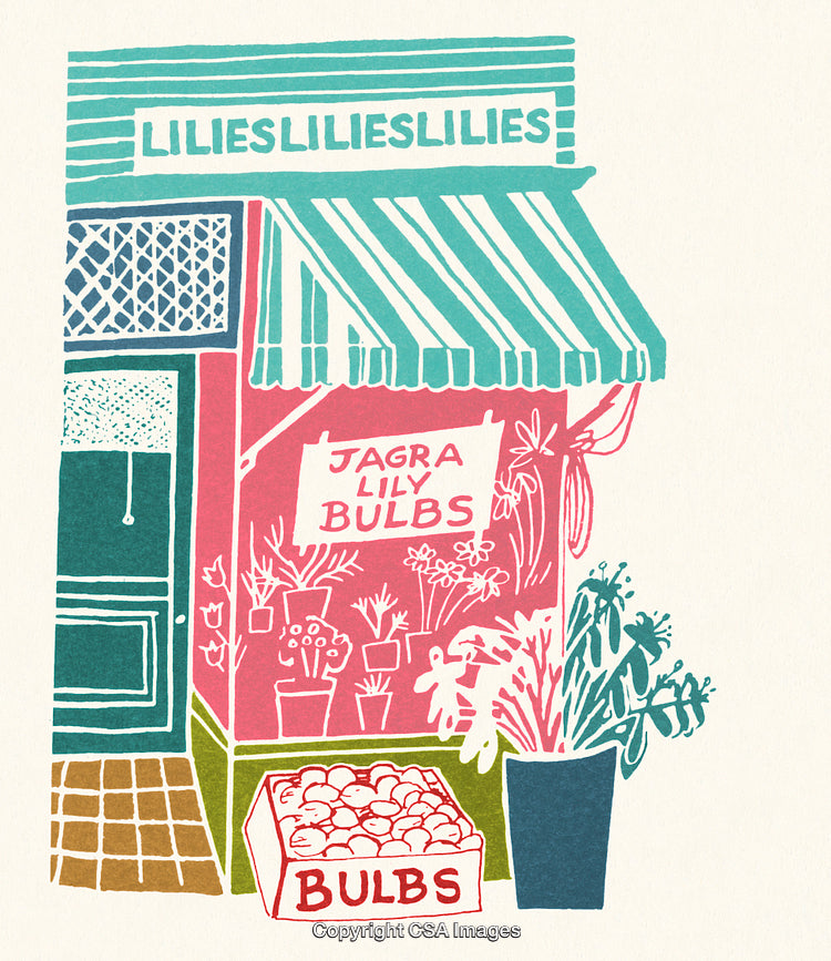 Colorful Illustration of Lily Flower Shop With Bulbs and Display Items