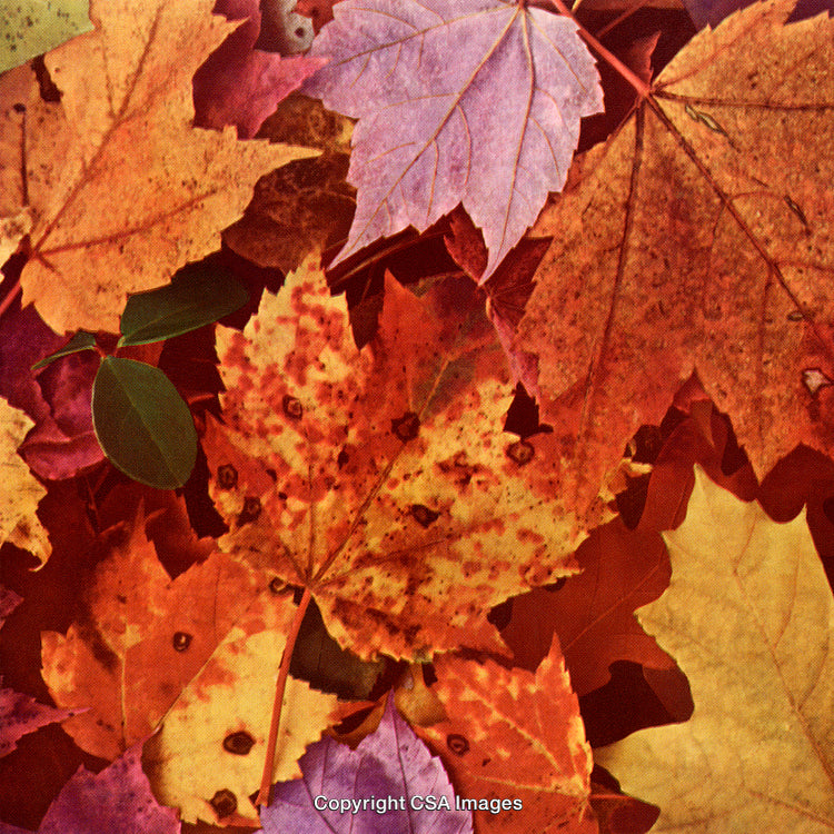 Autumnal Colorful Leaves In Rich Hues Create Seasonal Harmony And Warmth