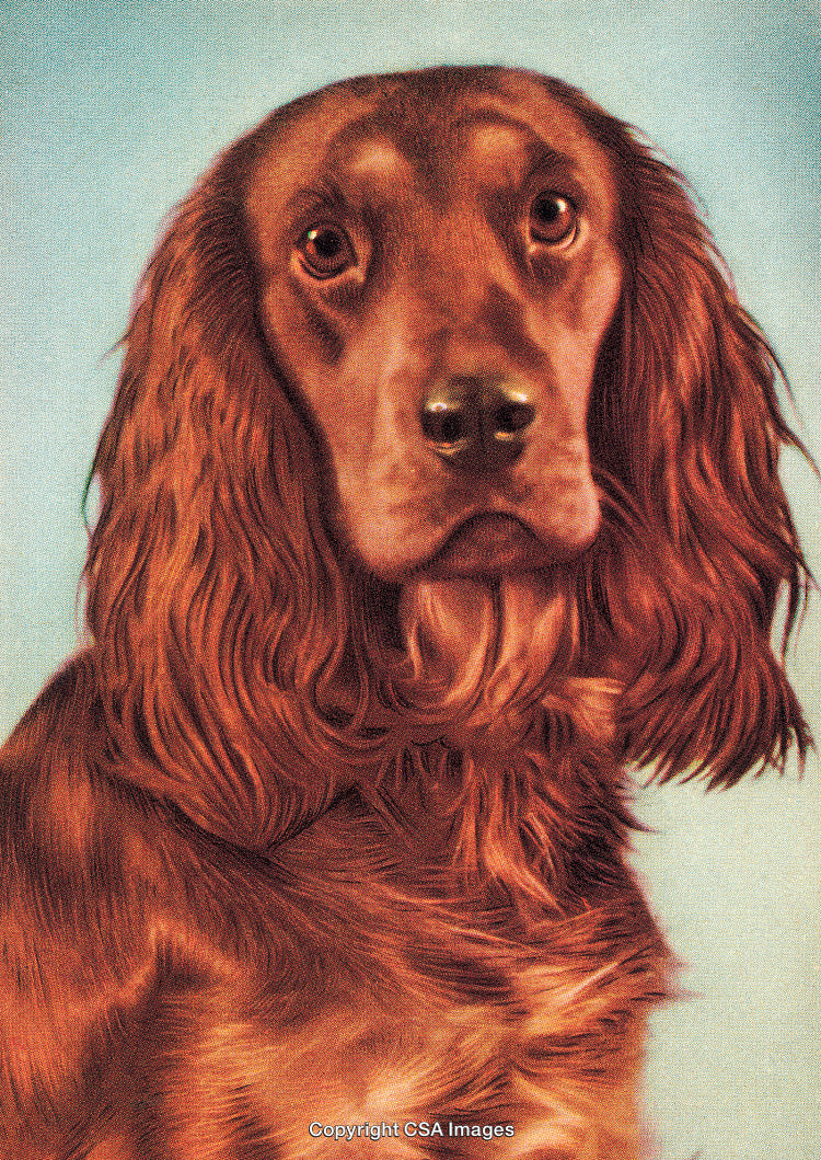 Close-Up of a Spaniel Dog with Rich Auburn Fur on Plain Background