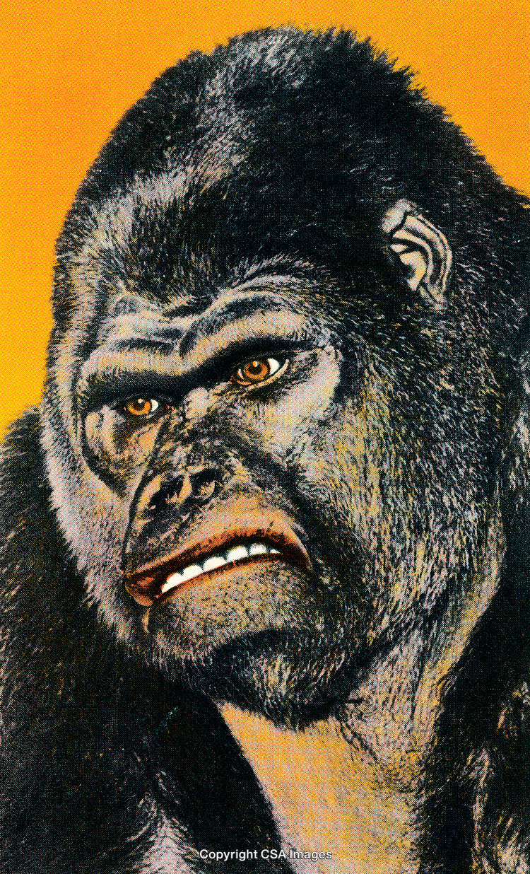 Detailed Illustration of a Gorilla in a Vintage Artwork Style