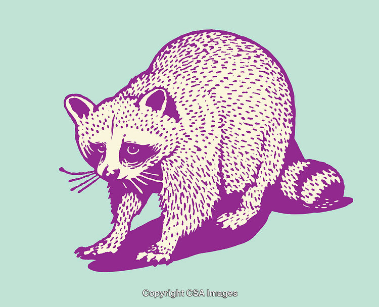 Colorful Line Art Illustration of a Raccoon with a Unique Abstract Style