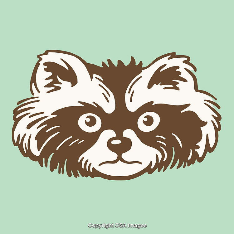 Illustration of a Raccoon's Face in Detailed Line Art Style