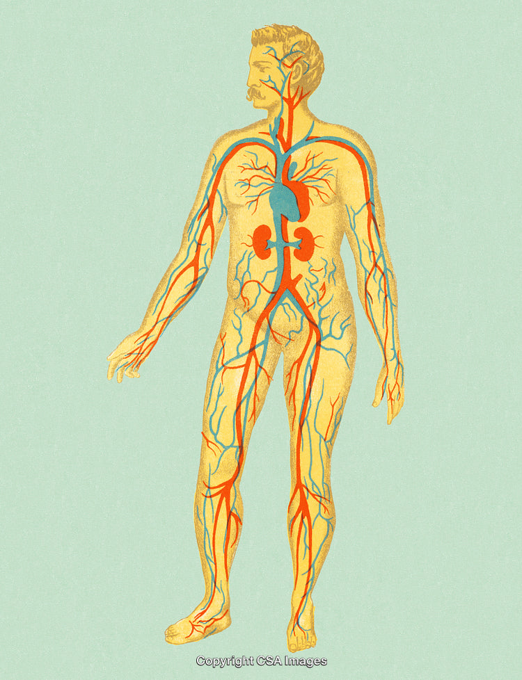 Illustrated Diagram of the Human Circulatory and Vascular System