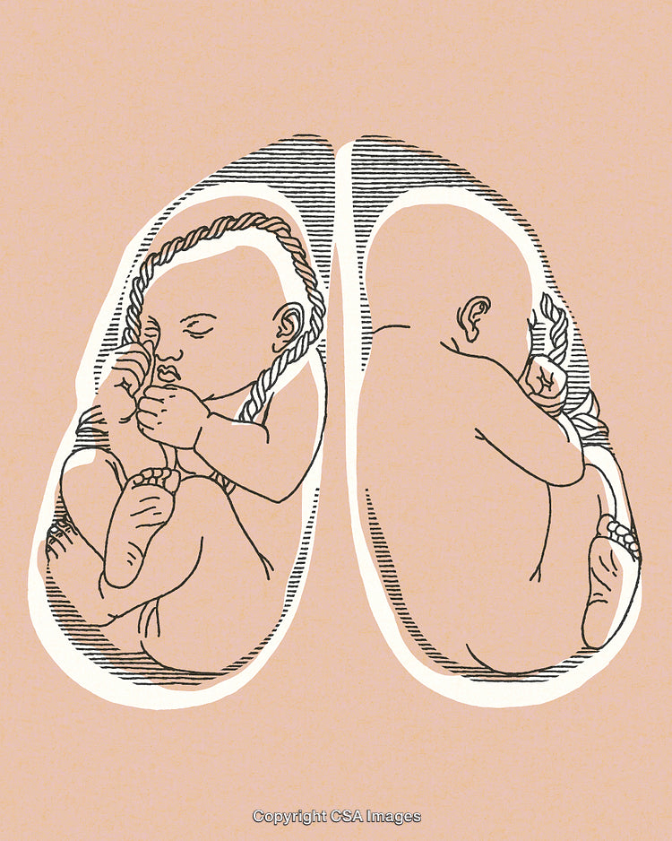 Illustration of Human Fetuses Depicted Within a Lung-Shaped Outline