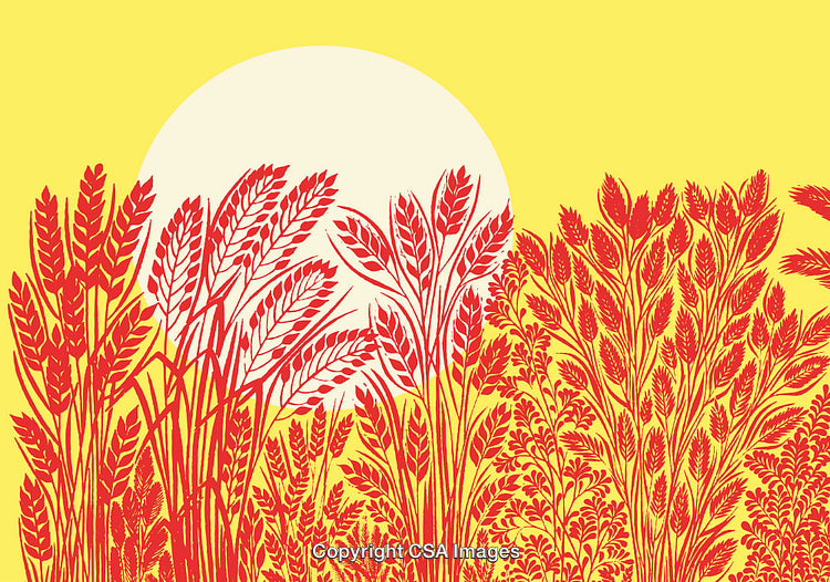 Colorful Illustration of Red Wheat Plants Against Bright Yellow Background