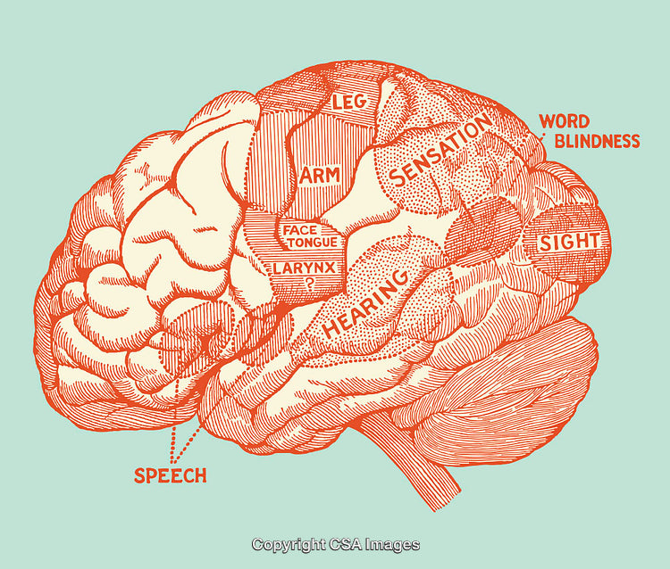 Vintage Line Art Illustration of Brain Anatomy and Function Labels