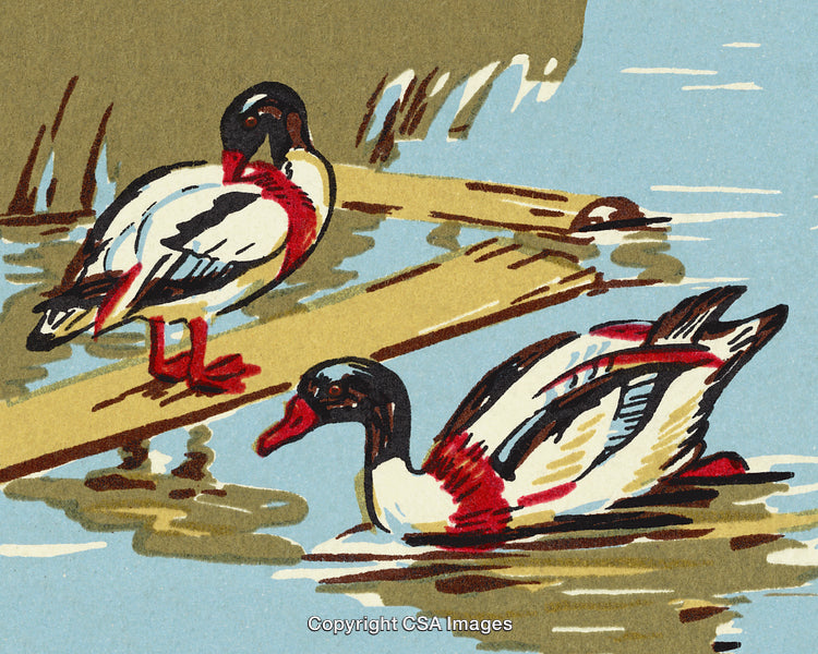 Illustration of Waterfowl Resting and Swimming in Serene Marshland Environment