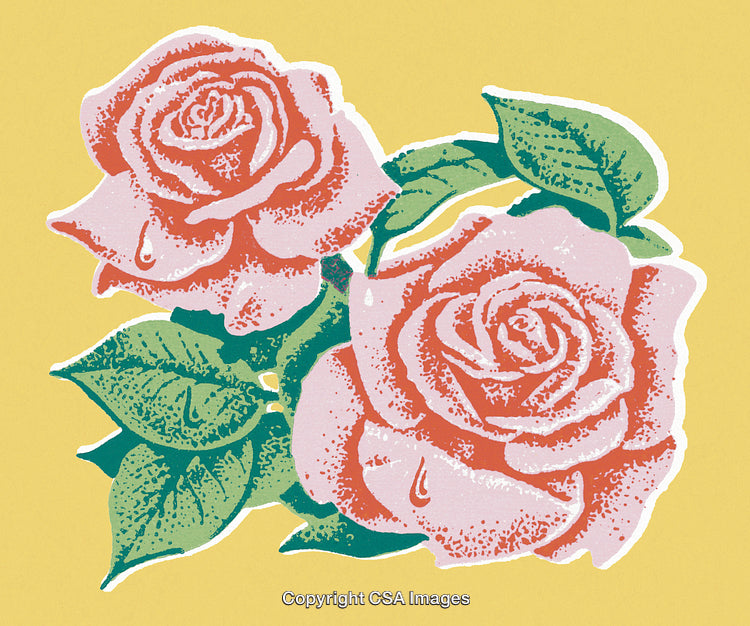 Pink Roses