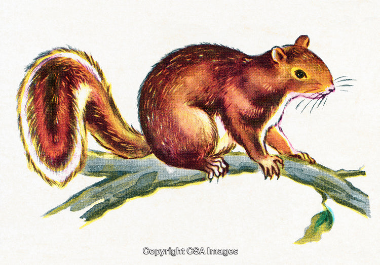 Illustration of a Squirrel Perched on a Tree Branch in Nature