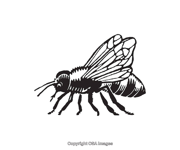 Black And White Illustration of a Detailed Honey Bee Insect
