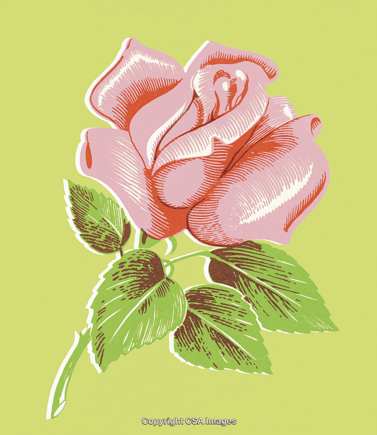 Pink Rose
