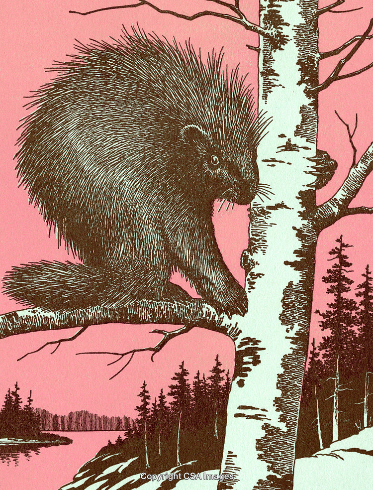 Illustration of a Porcupine on a Tree Branch in Forest Scenery