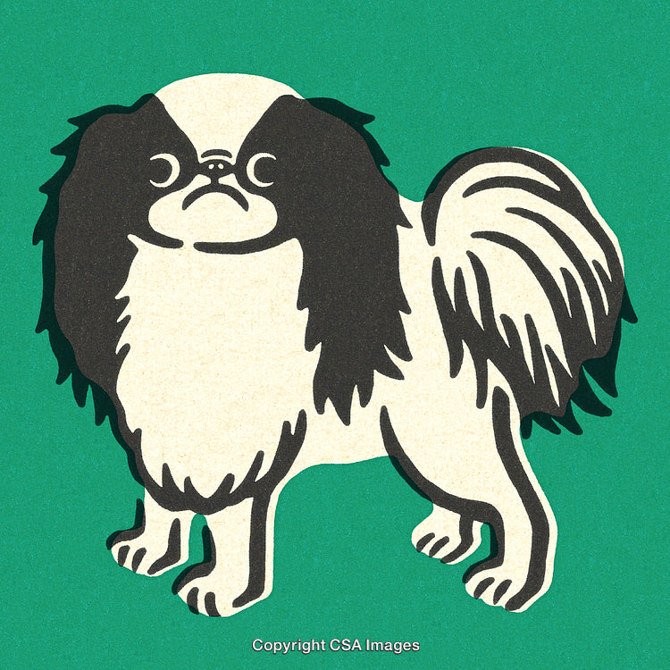 Illustration of a Japanese Chin Dog on a Green Background in Artistic Style