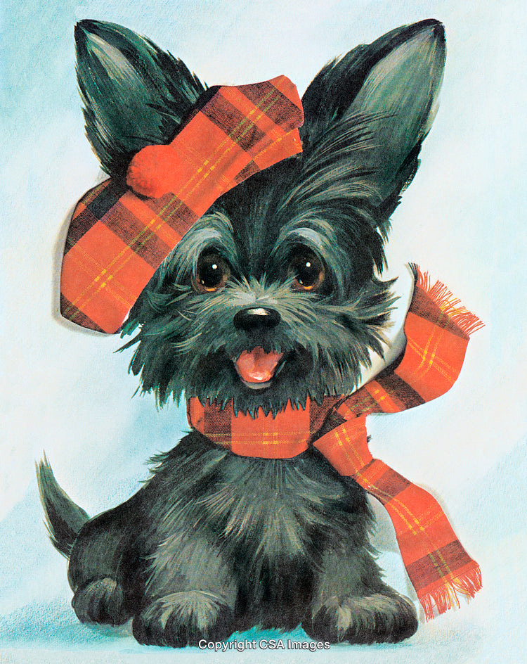 Cute Scottish Terrier Puppy Wearing Plaid Scarf and Hat on Light Background