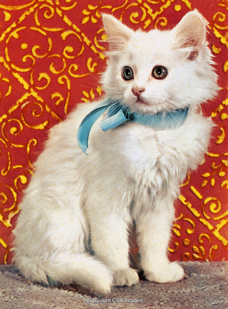 Adorable White Kitten With a Blue Bow Against Ornate Red Background