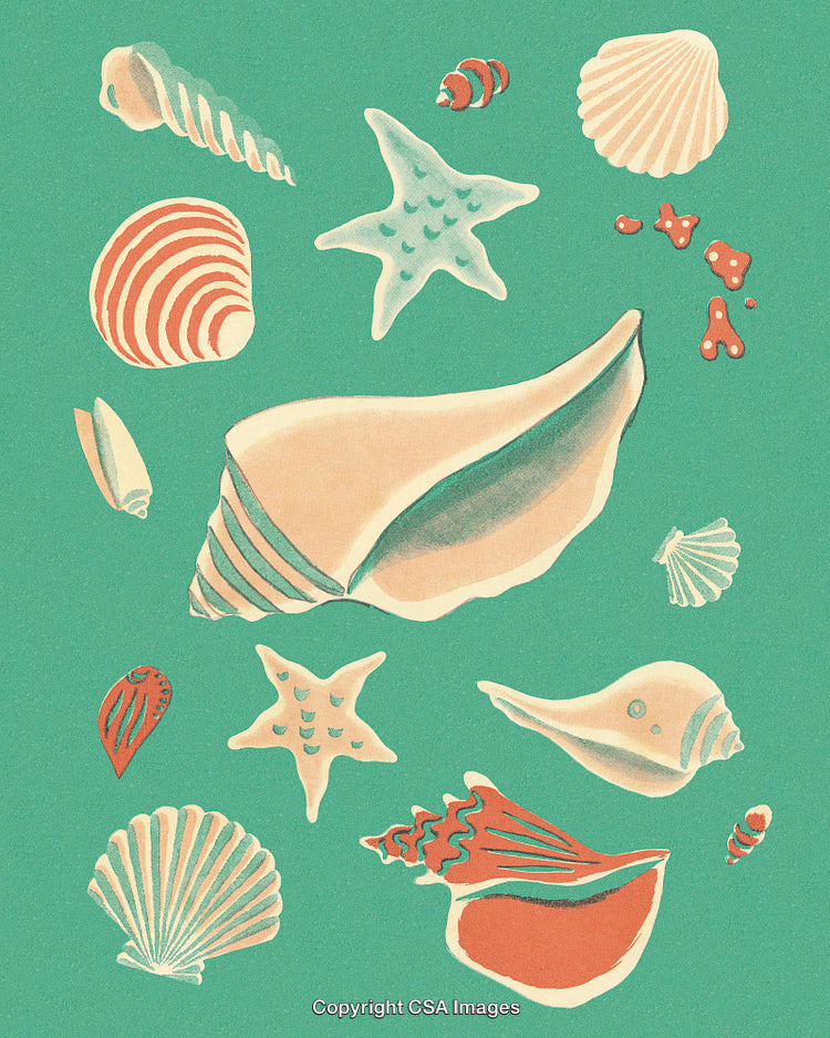 Illustration of Diverse Sea Shells and Marine Creatures on a Teal Background