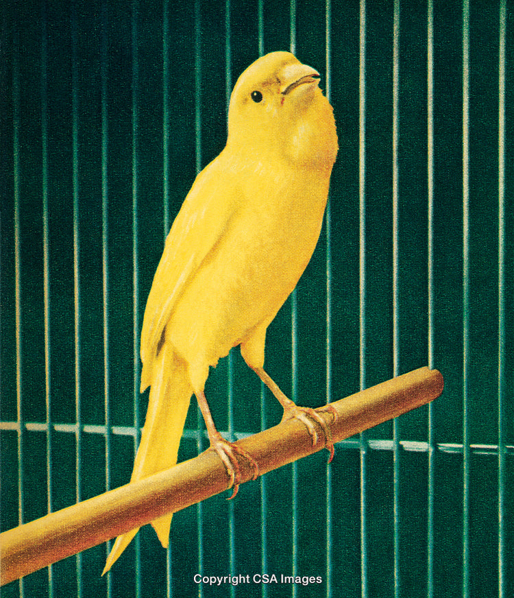 Bright Yellow Canary Perched Inside a Birdcage with Green Background