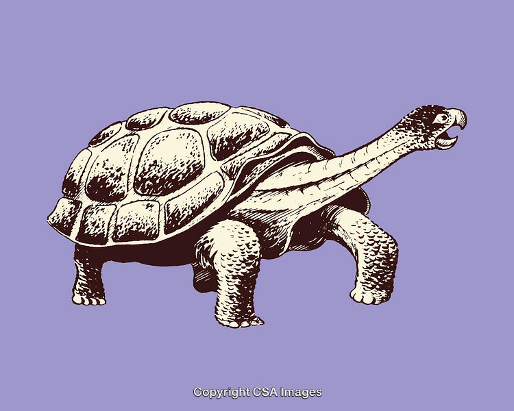 Vintage Style Line Art Illustration of a Majestic Tortoise