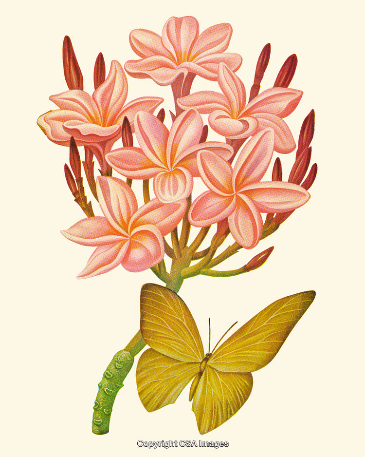 Vintage Style Illustration of Pink Flowers and a Yellow Butterfly