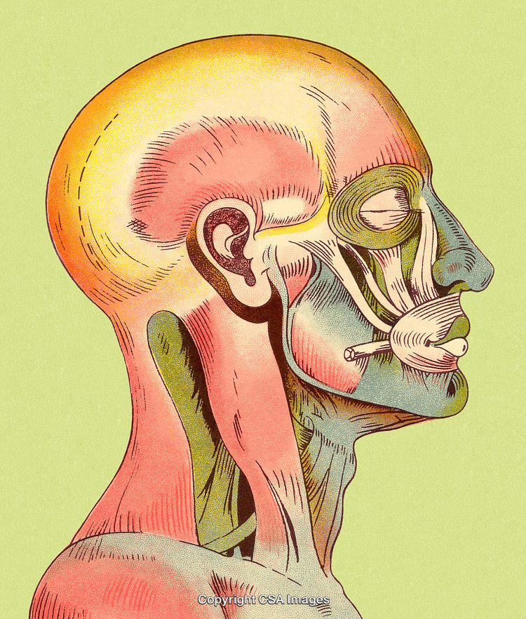 Human Head Anatomy Illustration with Muscles and Bone Structure in Profile