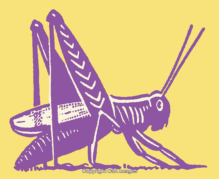 Purple Grasshopper Line Art Illustration on Yellow Background