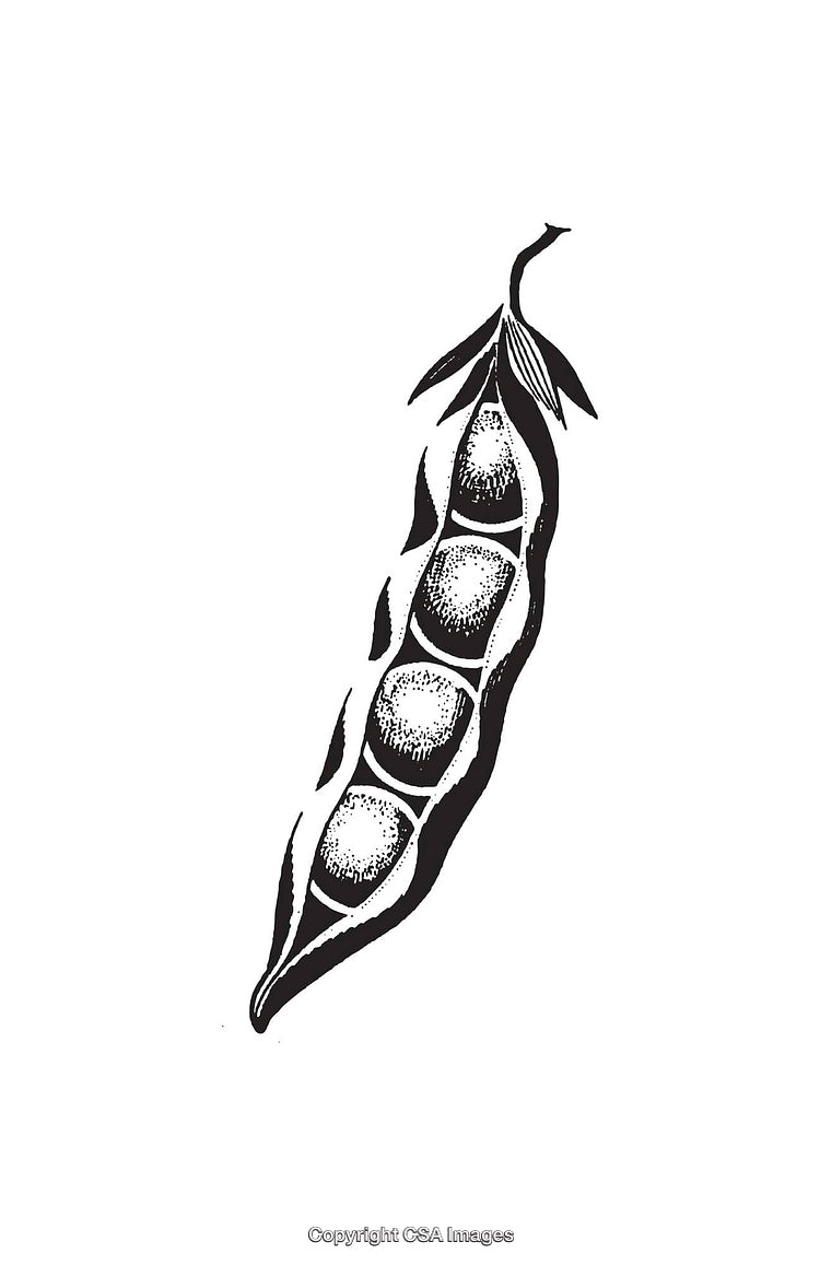 Black and White Line Drawing of a Pea Pod with Detailed Texture