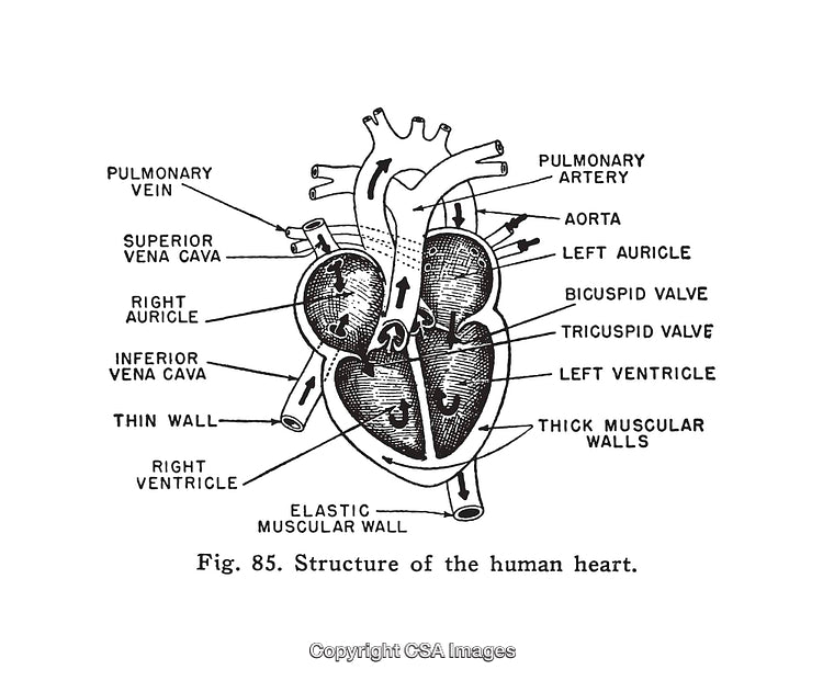 Detailed Diagram of the Human Heart Structure and Anatomy