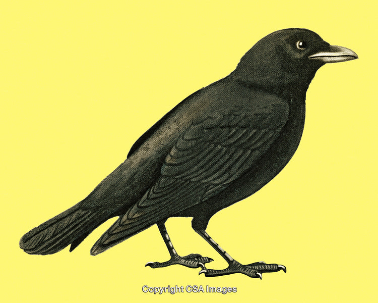Illustrated Black Bird on Yellow Background with Detailed Feathers and Beak