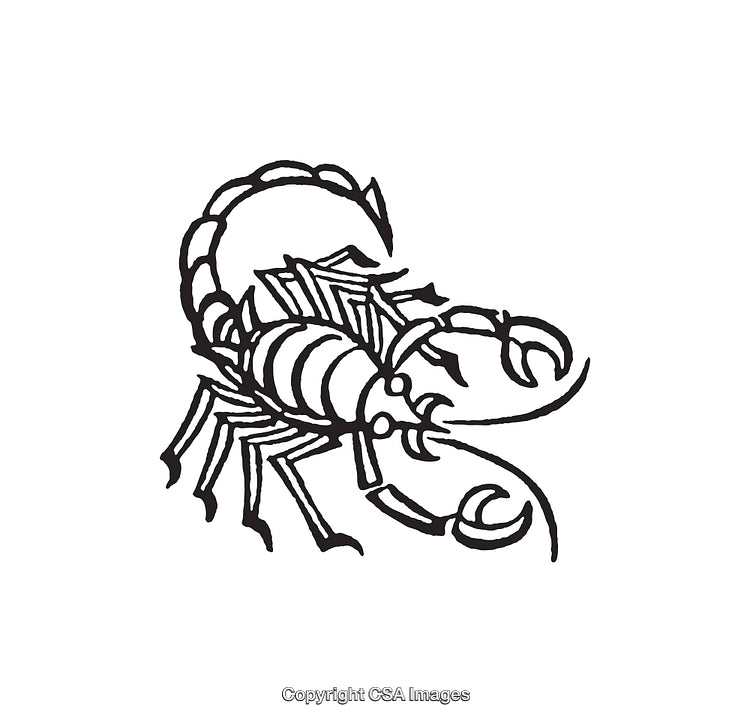 Black and White Scorpion Line Art Illustration in Minimalist Style