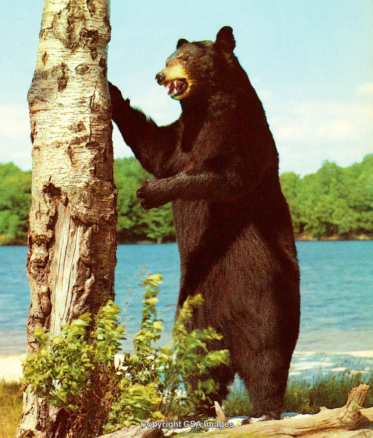 Majestic Black Bear by a Tree Near a Scenic Forest Lake
