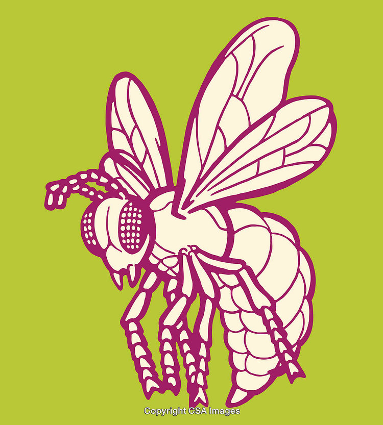 Colorful Line Art Illustration of a Fly on a Green Background