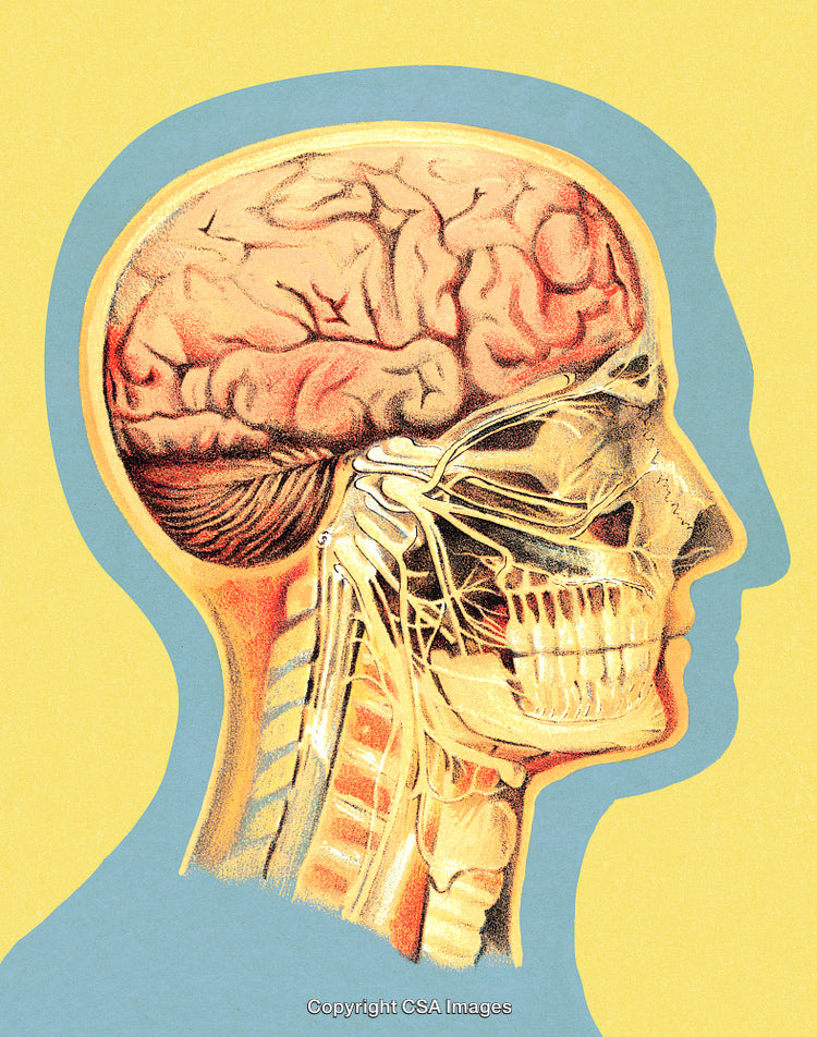 Anatomical Illustration of the Brain, Skull, and Neck in Lateral View