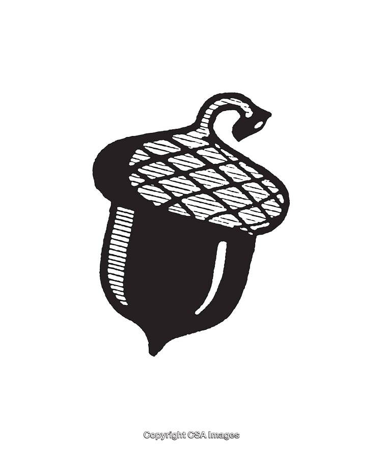 Black and White Illustration of a Simple Acorn Line Drawing