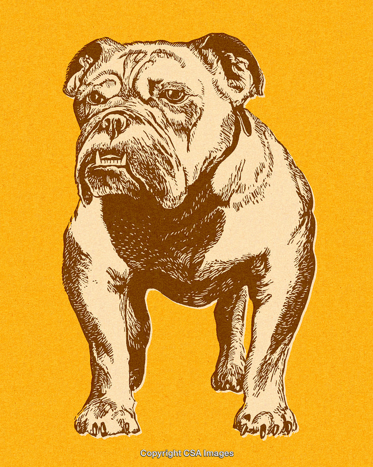 Vintage Illustration of a Bulldog on a Textured Yellow Background