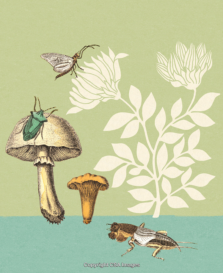 Vintage Illustration of Mushrooms, Insects, and Flora in Delicate Retro Style