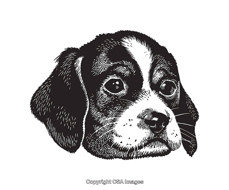 Black and White Line Art Illustration of a Dog's Expressive Face