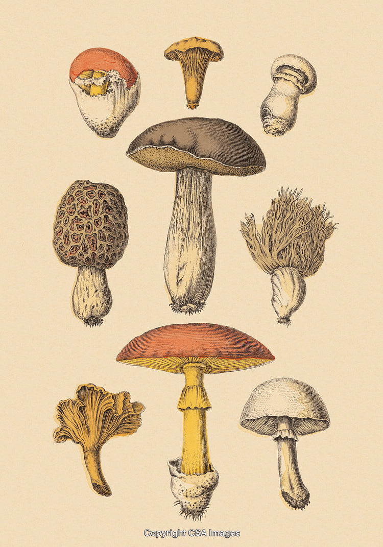 Vintage Illustration of Various Mushrooms in a Botanical Art Style