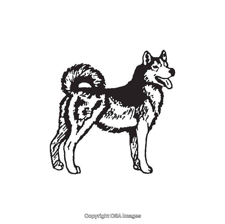 Black and White Line Art of a Standing Husky Dog