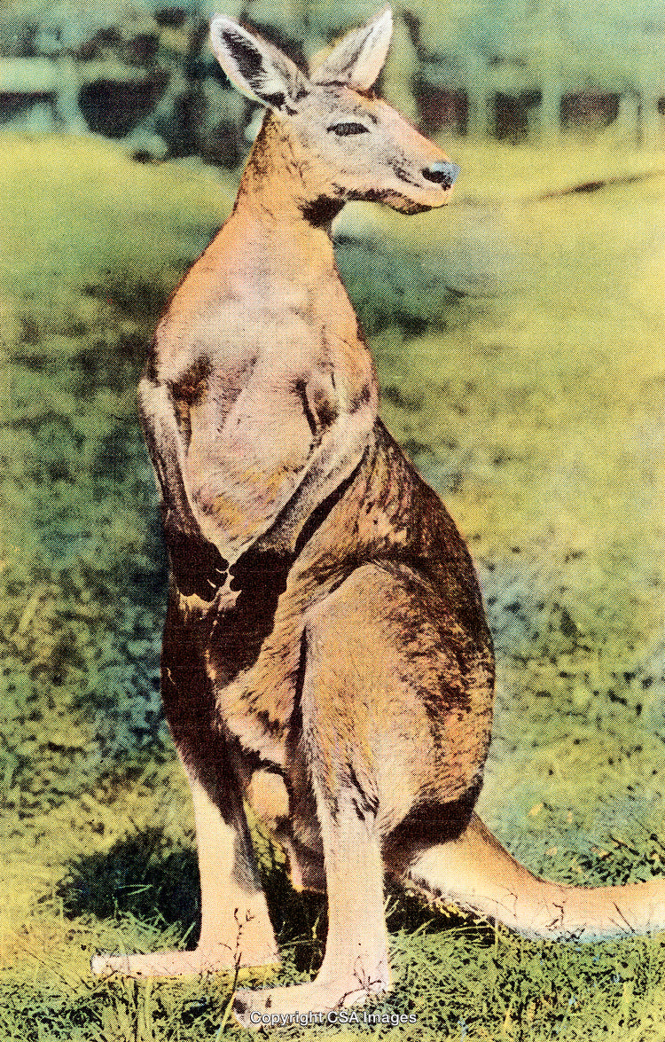 Australian Kangaroo Standing in Natural Landscape in Vintage Dot-Print Style