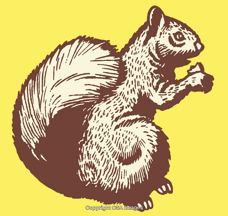 Vintage Hand-Drawn Squirrel Illustration in Brown and Yellow Line Art