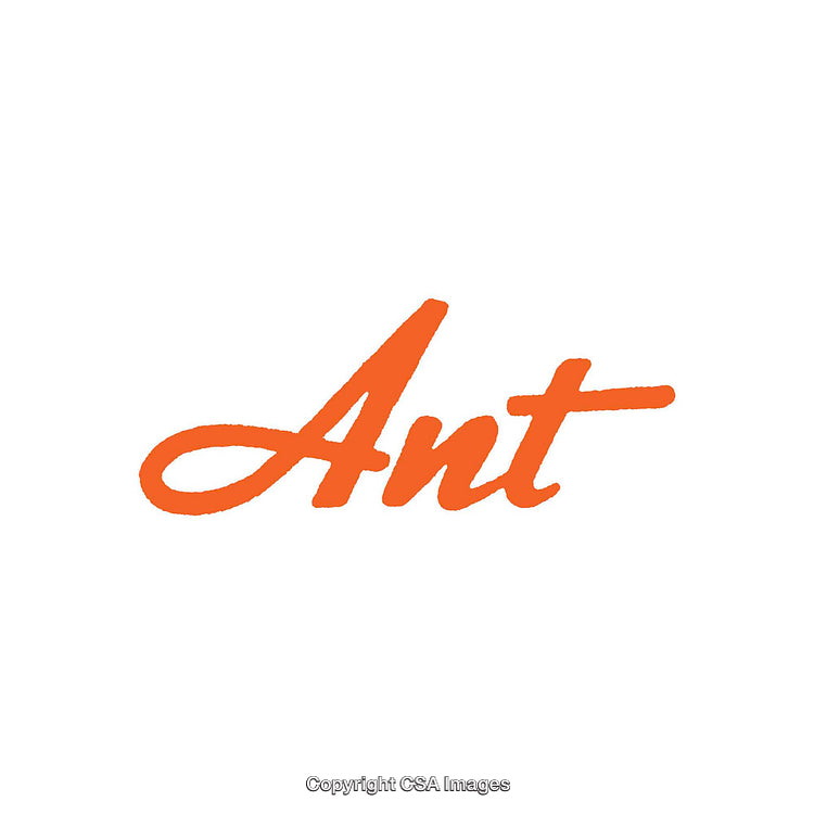 Minimalist Design Featuring the Word 'Ant' in Orange Script