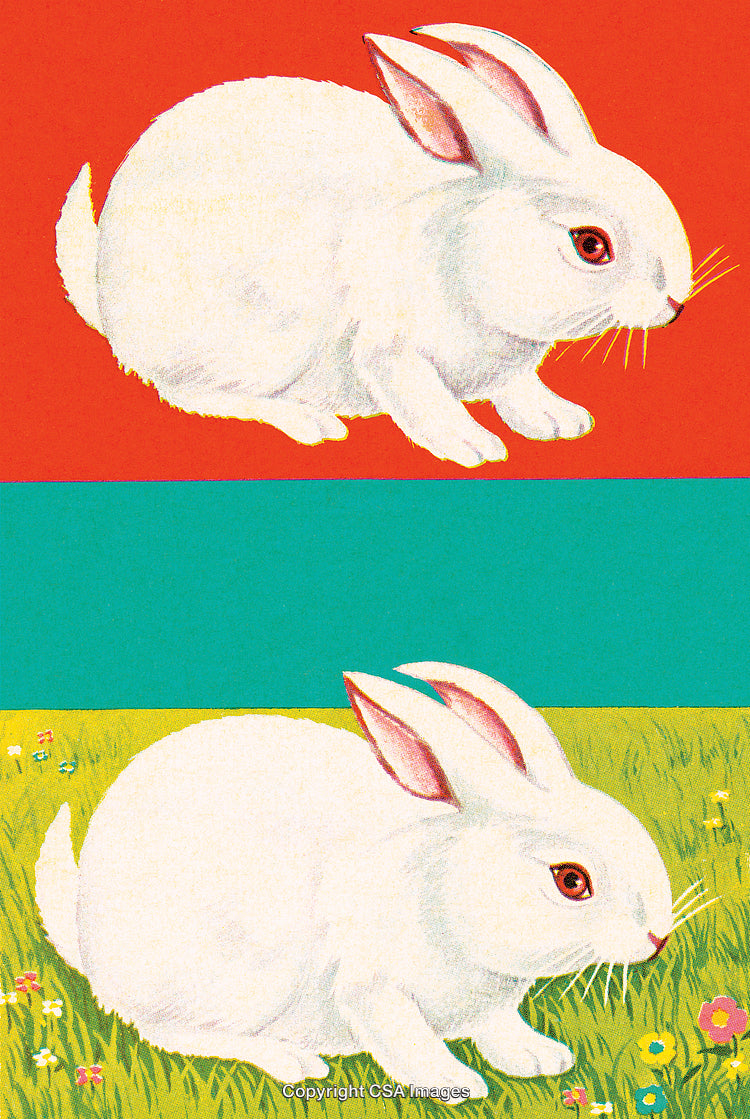 Two White Rabbits With Contrasting Backgrounds of Grass and Red