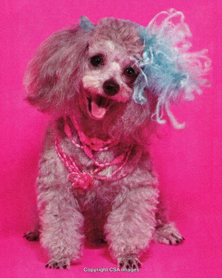 Adorable Poodle With Pink Accessories and Artistic Background on Vibrant Pink