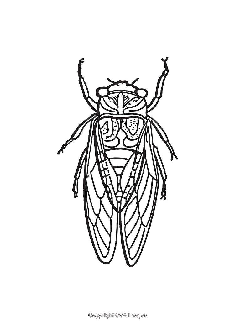 Intricate Black And White Line Art Illustration of a Cicada Insect