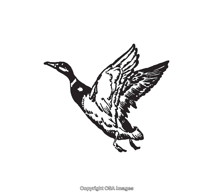 Black and White Line Art Illustration of Flying Bird