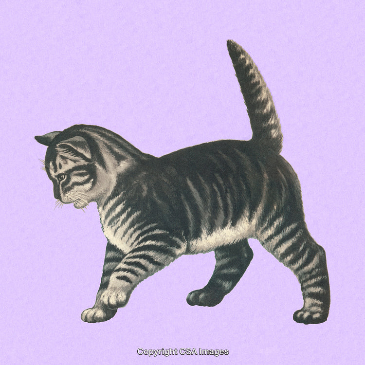 Detailed Illustration of a Tabby Cat on a Vintage Purple Background