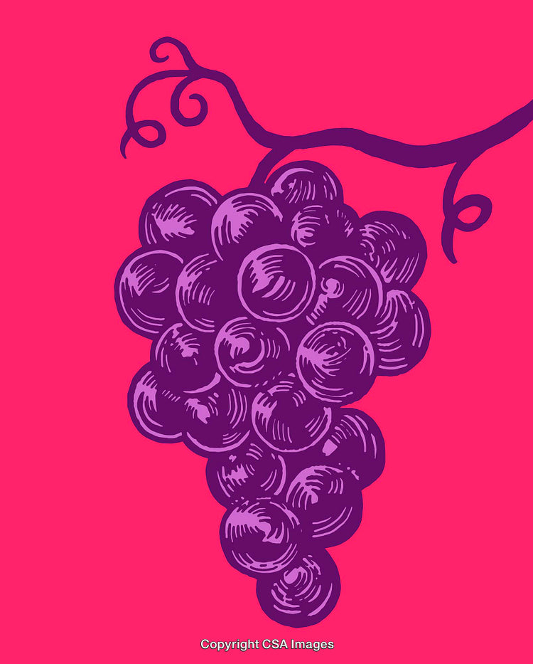 Vintage Style Illustration of Grapes on a Bright Pink Background